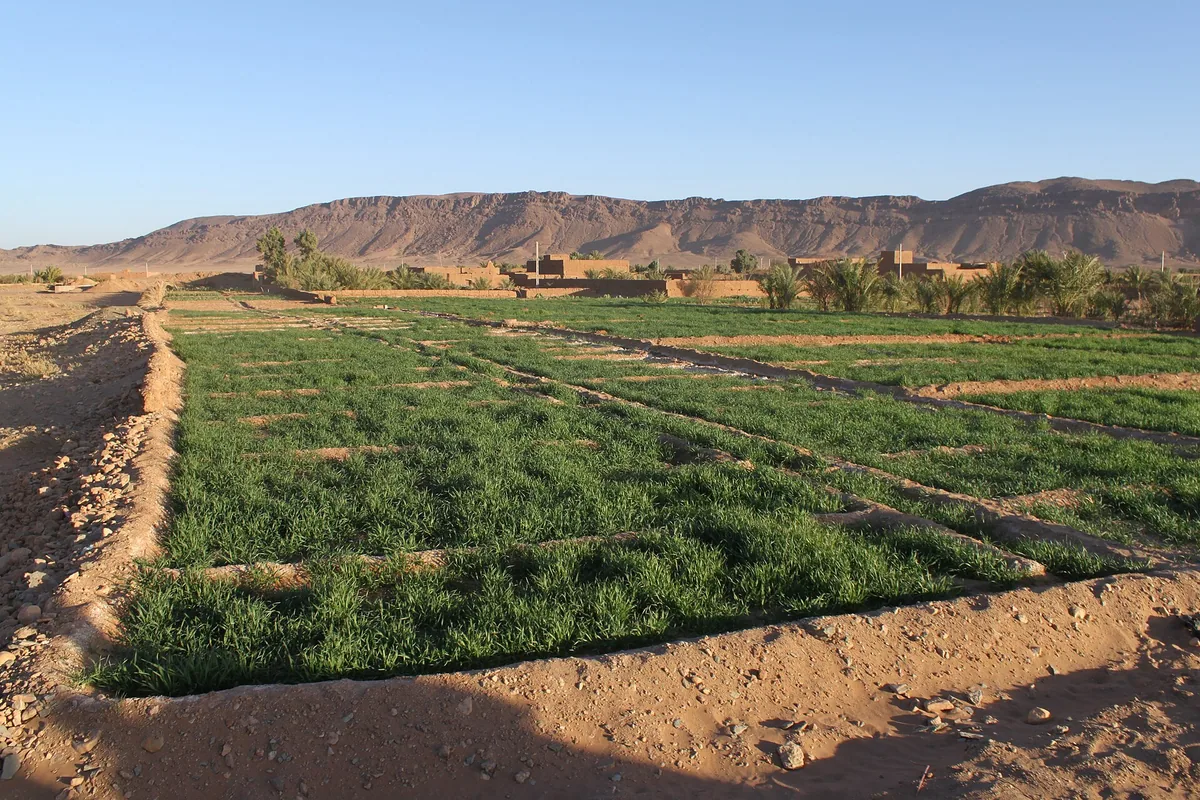 Cultures près de Zagora ; contexte de l’emploi agricole.