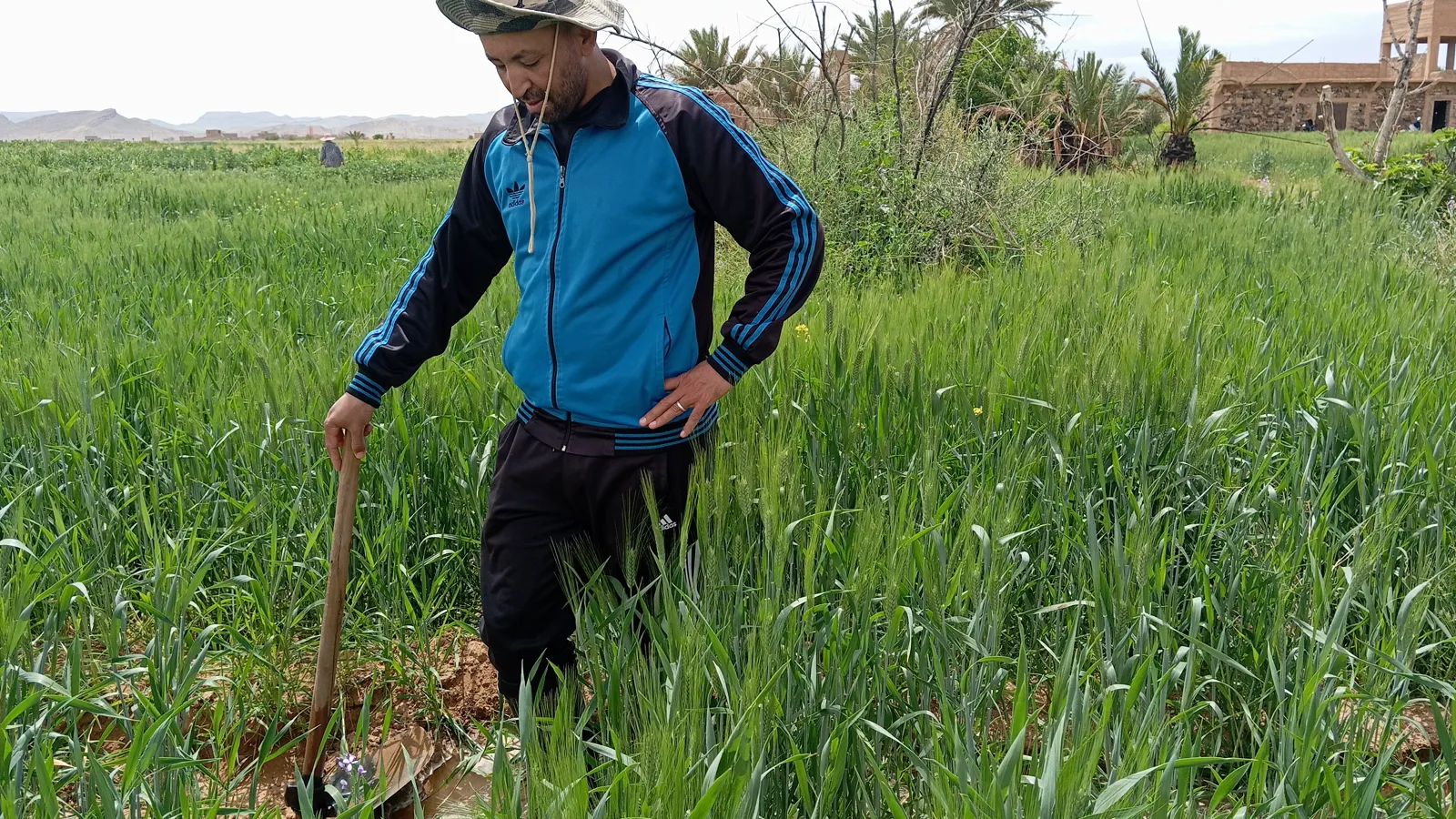 Agriculteur marocain dans un champ de blé en 2025.
