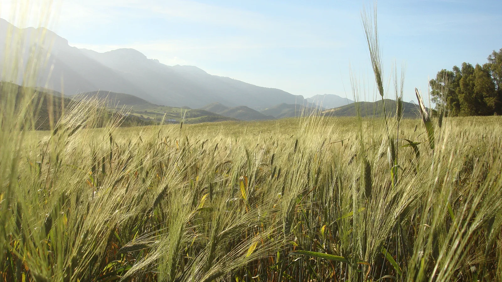 Campos agrícolas en Marruecos que ilustran el repunte agrícola de 2026.