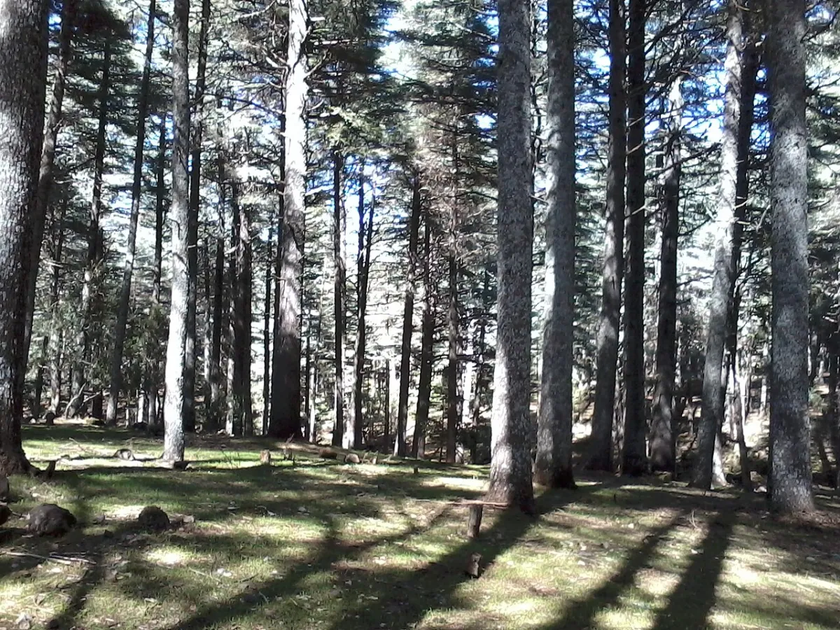 Forêt de cèdres du Moyen Atlas, contexte des massifs surveillés pendant l’été.