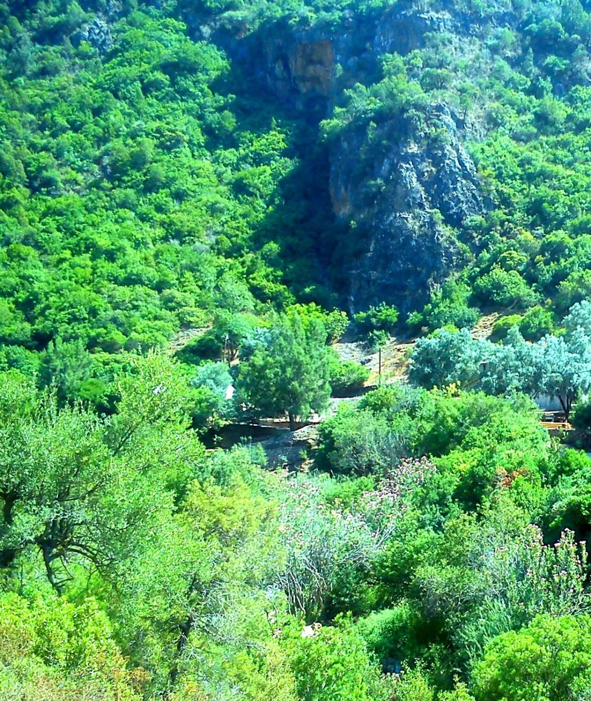 Paysage forestier marocain sec, illustration du combustible végétal en été.